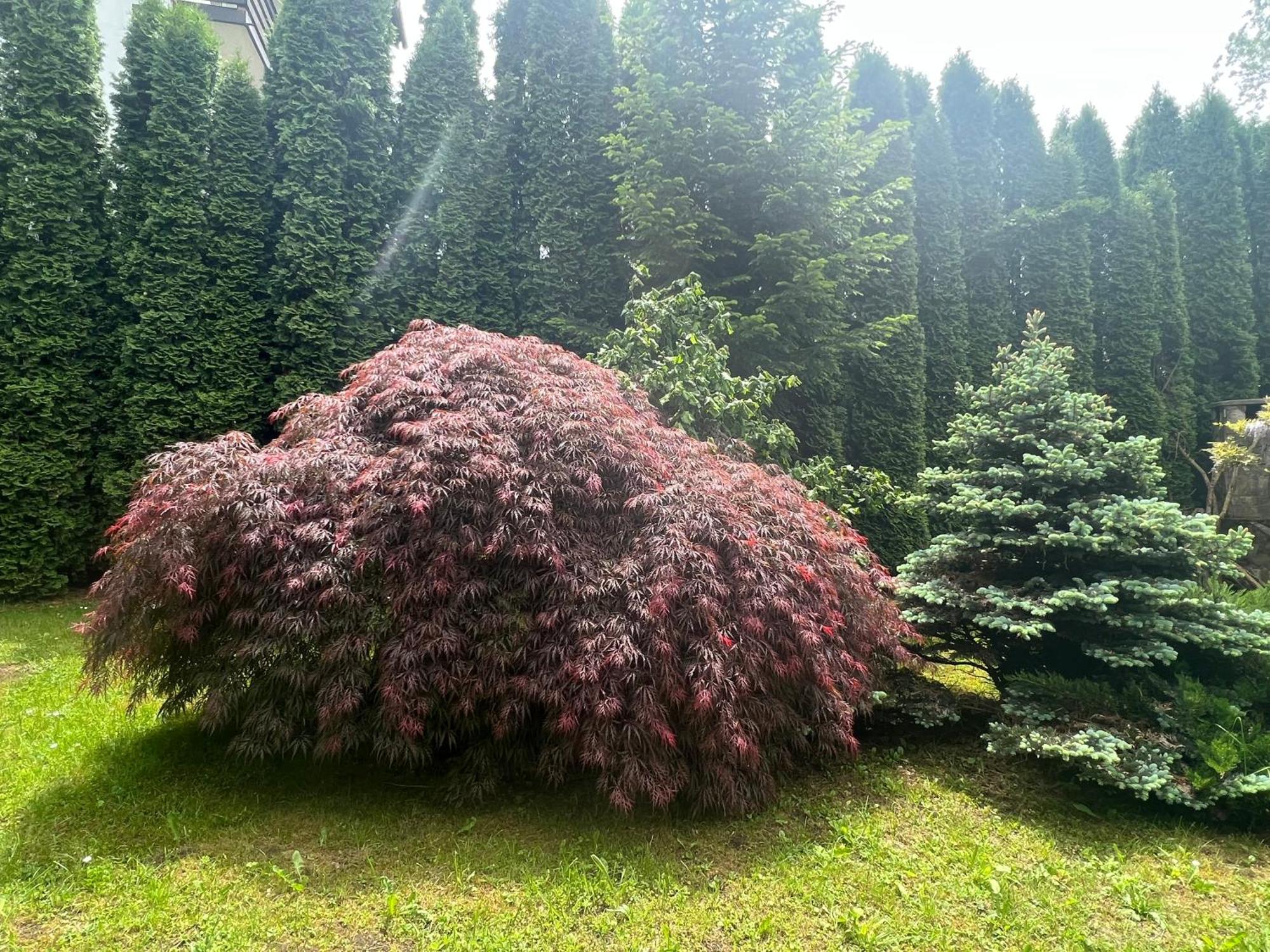Wine Cellar Villa With Beautiful Garden In Sinaia - Busteni Poiana Tapului Exterior foto